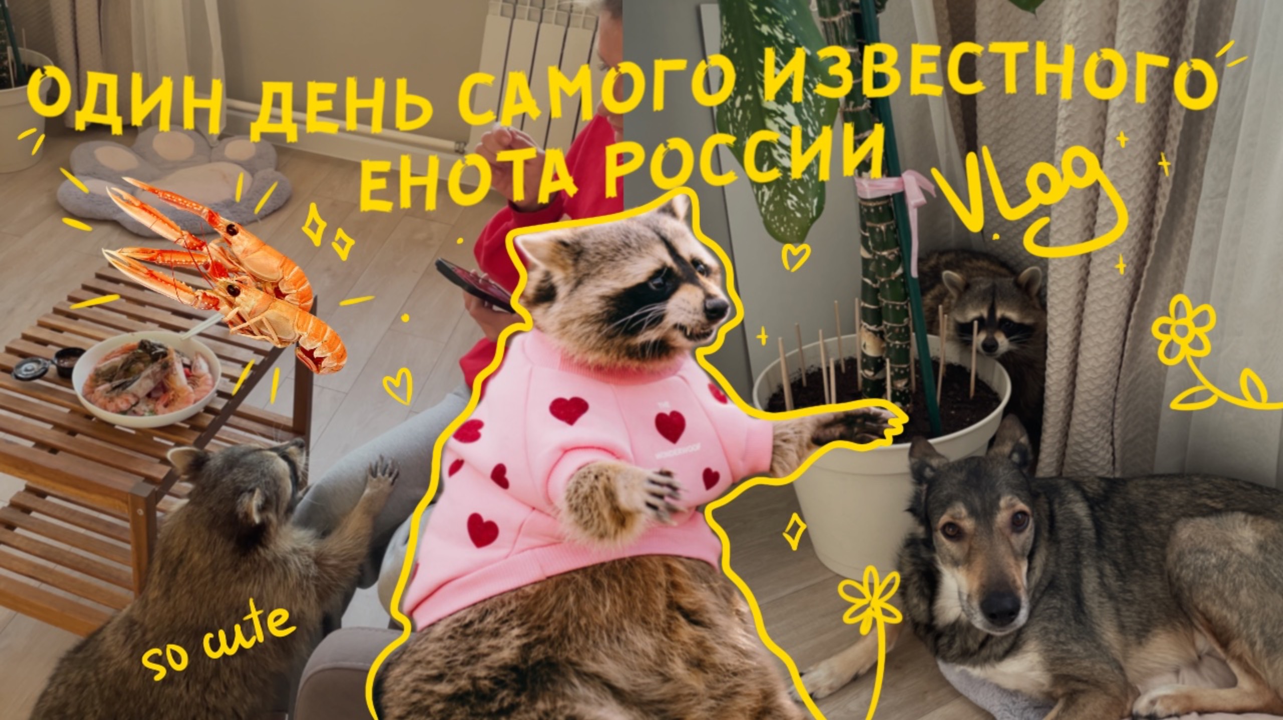 Один день из жизни самого популярного енота России - Тёмы смотреть онлайн