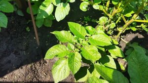 от 19.06.2025 г. Рост и развитие Шарвари пирошка, Сарпо Мира, Сынок 2 настоящи. Сынок 1 неизвестен.