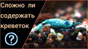 Сложно ли содержать креветок?