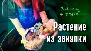 Платицериум RIDLEYI из Таиланда: что скрывается в посылке?