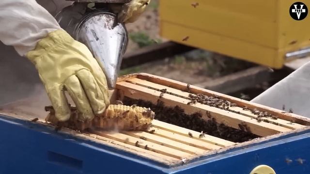 БАКФАСТ! Пчела брата Адама. Стоит ли заводить пчелу бакфаст новичку?