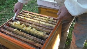 сентябрь. ДВЕ ГЛАВНЫЕ ЗАДАЧИ пчеловода при подготовке пчёл к зимовке