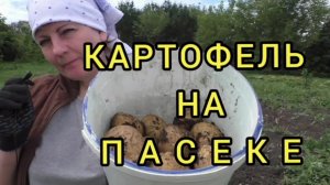#пасека Картофель на пасеке.
