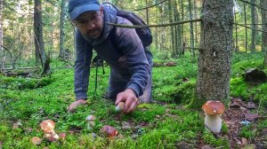 ОЧУМЕТЬ! ЗАБРАЛСЯ В ЕЛОВЫЙ ЛЕС И НАШЕЛ МНОГО БЛАГОРОДНЫХ ГРИБОВ | ТИХАЯ ОХОТА УДАЛАСЬ | ГРИБЫ 2025
