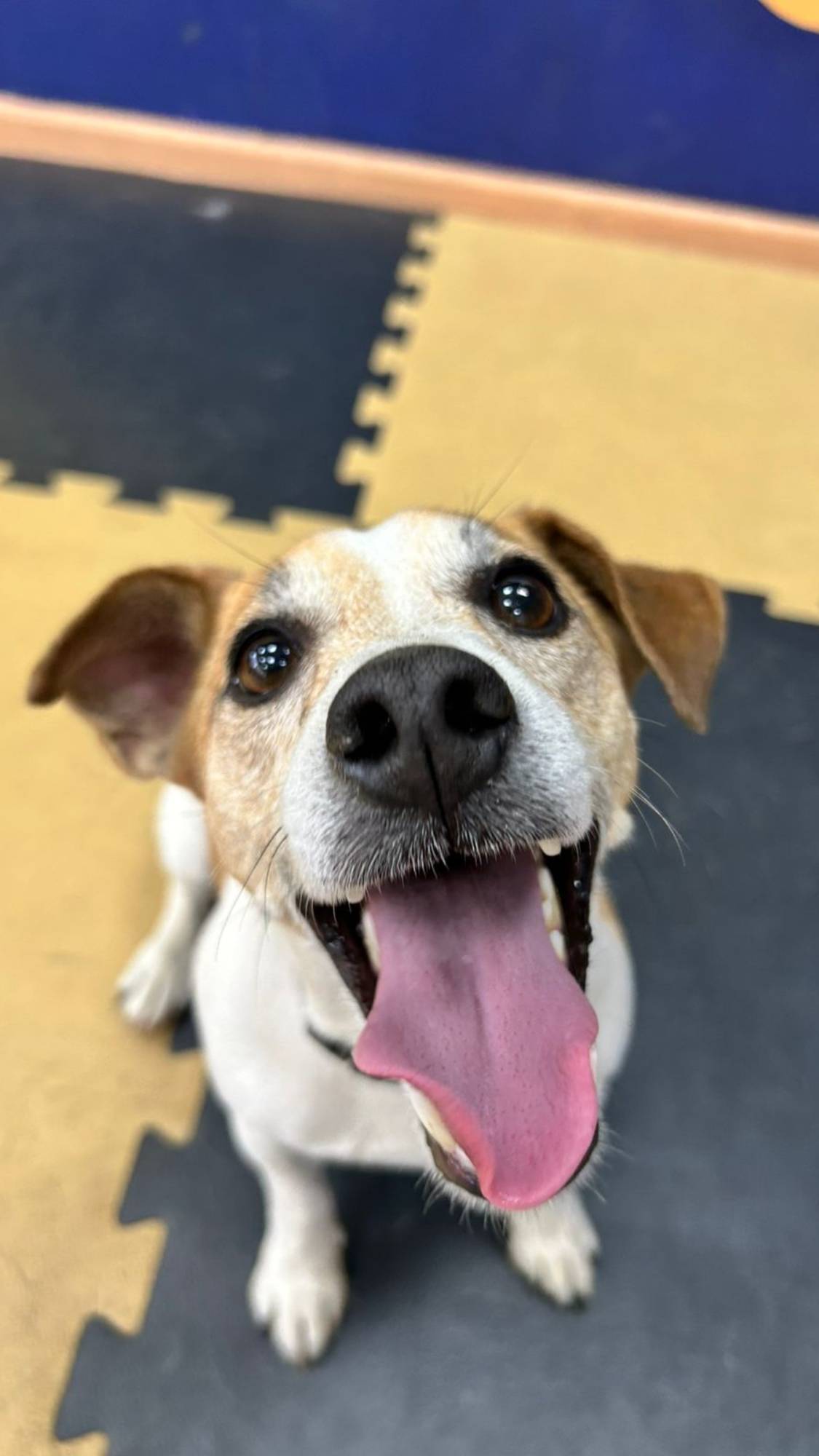 Собака в добрые руки. Рокфор