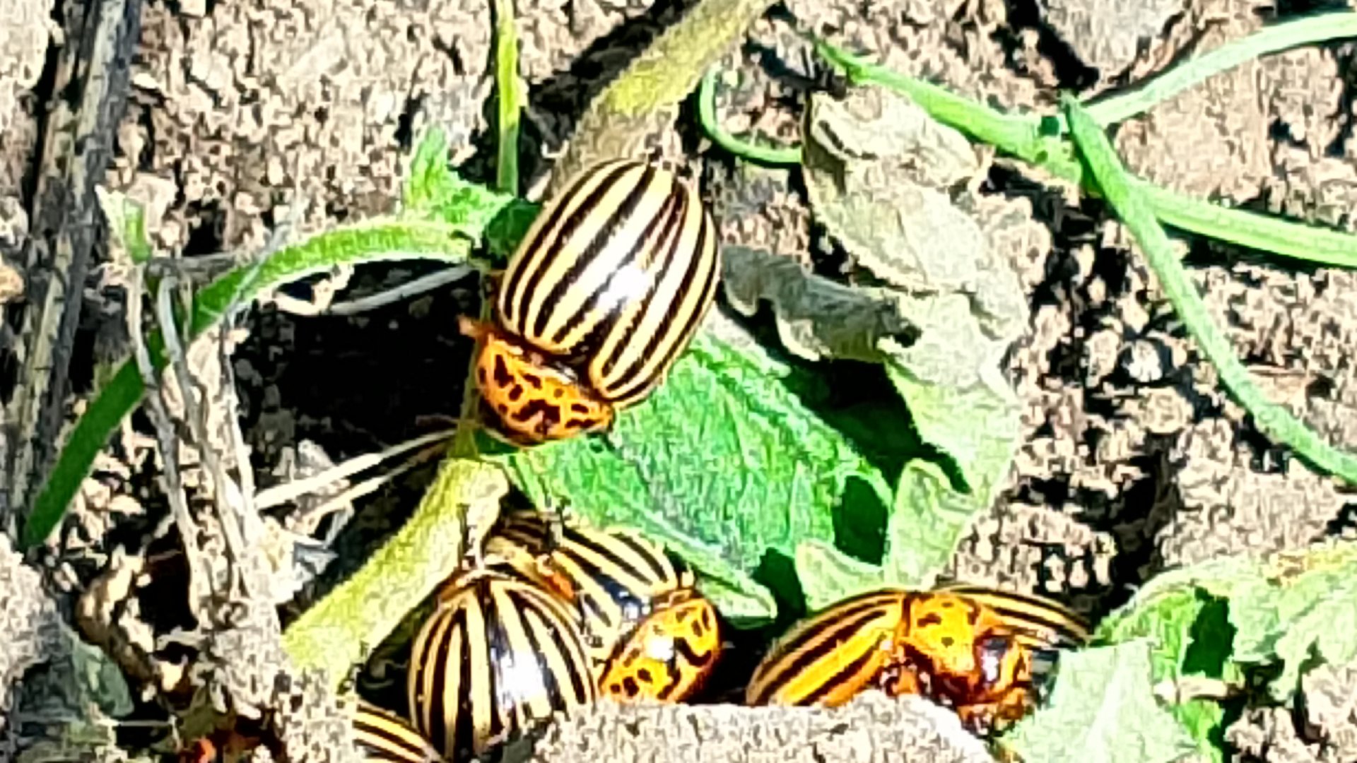 Вести с огорода! Урожай колорадского жука!🐞Его, больше, чем картошки!😁 смотреть онлайн