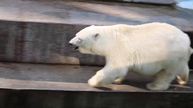 А Гердочка наплавалась с утра и гуляет 11.09.2025 смотреть онлайн