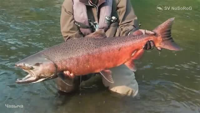 Как меняется окраска Чавычи (King salmon) — Oncorhynchus tshawytscha в нерестовый период ? смотреть онлайн