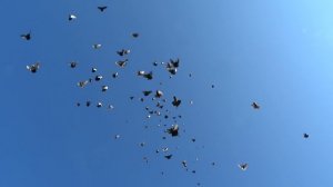 микс 6 полёты Николаевских голубей