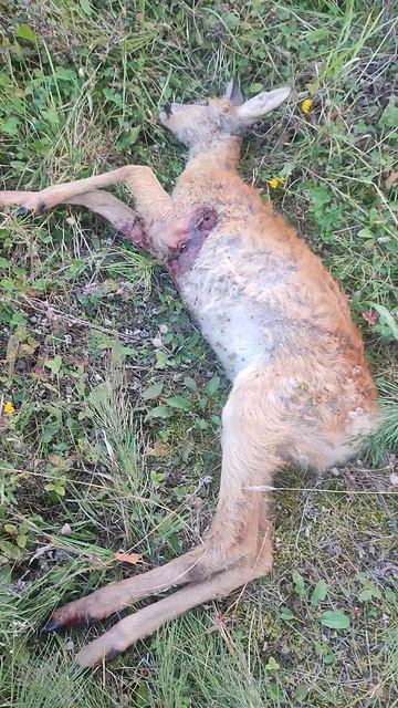 Косуля смотреть онлайн