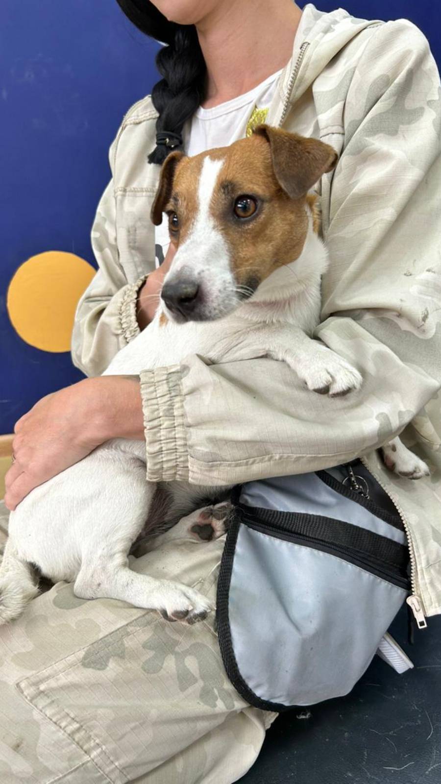 Собака в добрые руки. Рикотта