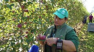 Уборка урожая яблок полным ходом идет в «Садах КЧР»