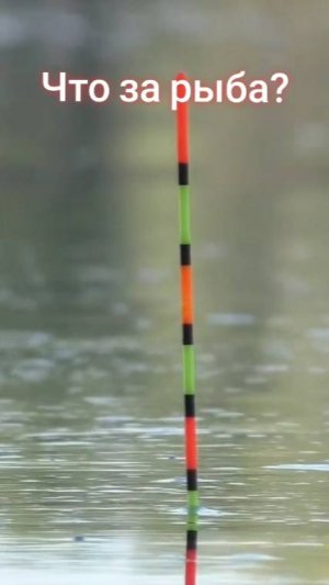 ЧТО ЗА РЫБИНА?! ЗВЕРСКИ клюнула на поплавок! Рыбалка 2025