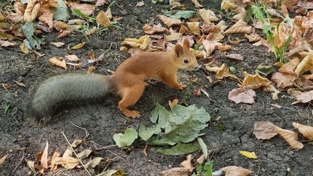 Для любителей белочек! смотреть онлайн