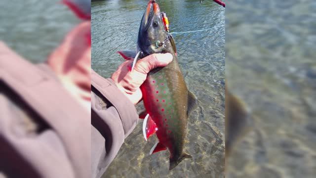 Камчатка 2025. Голец идёт! смотреть онлайн