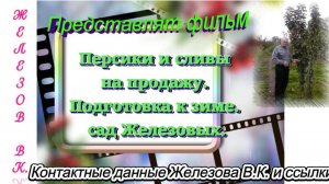 Персики и сливы на продажу. Подготовка к зиме. сад Железовых.