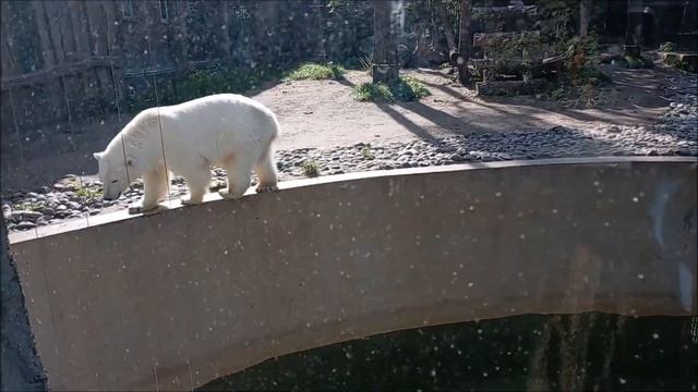 Одна медведица плавает, а другая пытается прыгнуть к ней 11.09.2025 смотреть онлайн