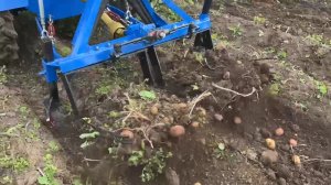 Копаю картошку самодельным трактором и картофелекопалкой