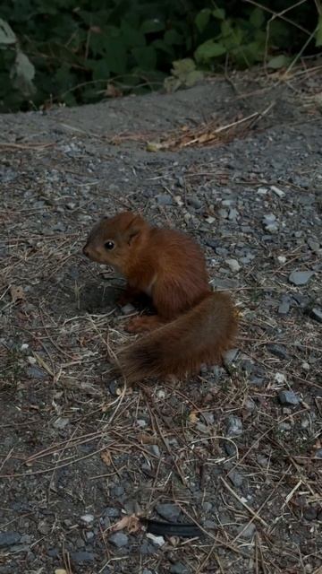 Детеныш белки- телеутки. смотреть онлайн