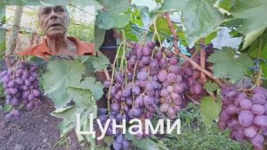 Виноград Цунами.Голд Фингер-Обзор