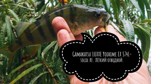 Gamakatsu LUXXE Yoihime EX S74L-solid.RF для лёгкого отводного.