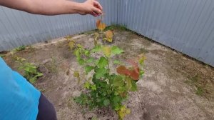 Из Германии в Россию/Обустраиваемся в доме/ Везде песок /Был перегруз/ Тюмень / Новая жизнь в России