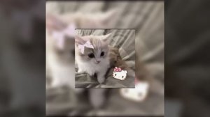 плейлист песен из тик тока // speed up //