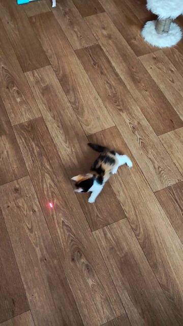 #кися #котёнок смотреть онлайн