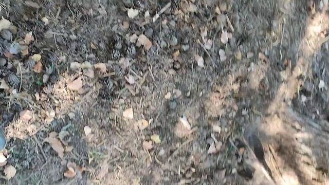 Кормушки для животных. смотреть онлайн