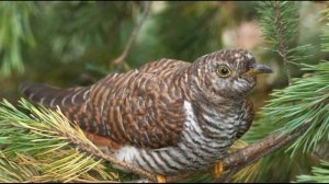 Промокшая кукушка На елке куковала