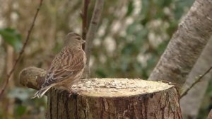Звуки пения птиц в лесу | Звуки природы ASMR
