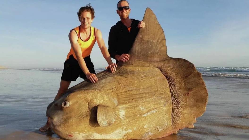 В США нашли огромную рыбу-луну. смотреть онлайн