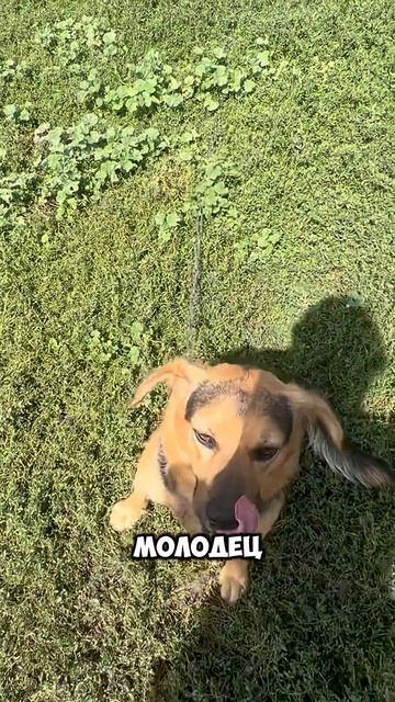 проверяем деревенскую собаку! смотреть онлайн