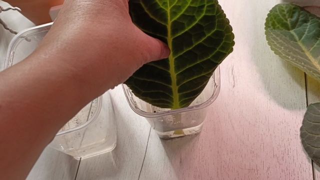 поставила на укореннение новые листики глоксиний, будем ждать корешки ! #глоксиния смотреть онлайн