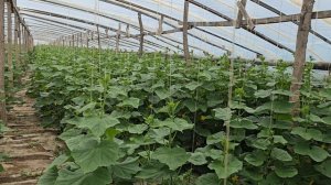 Огурец Мадрилене F1, месяц после высадки рассады,  Чеченская Республика.