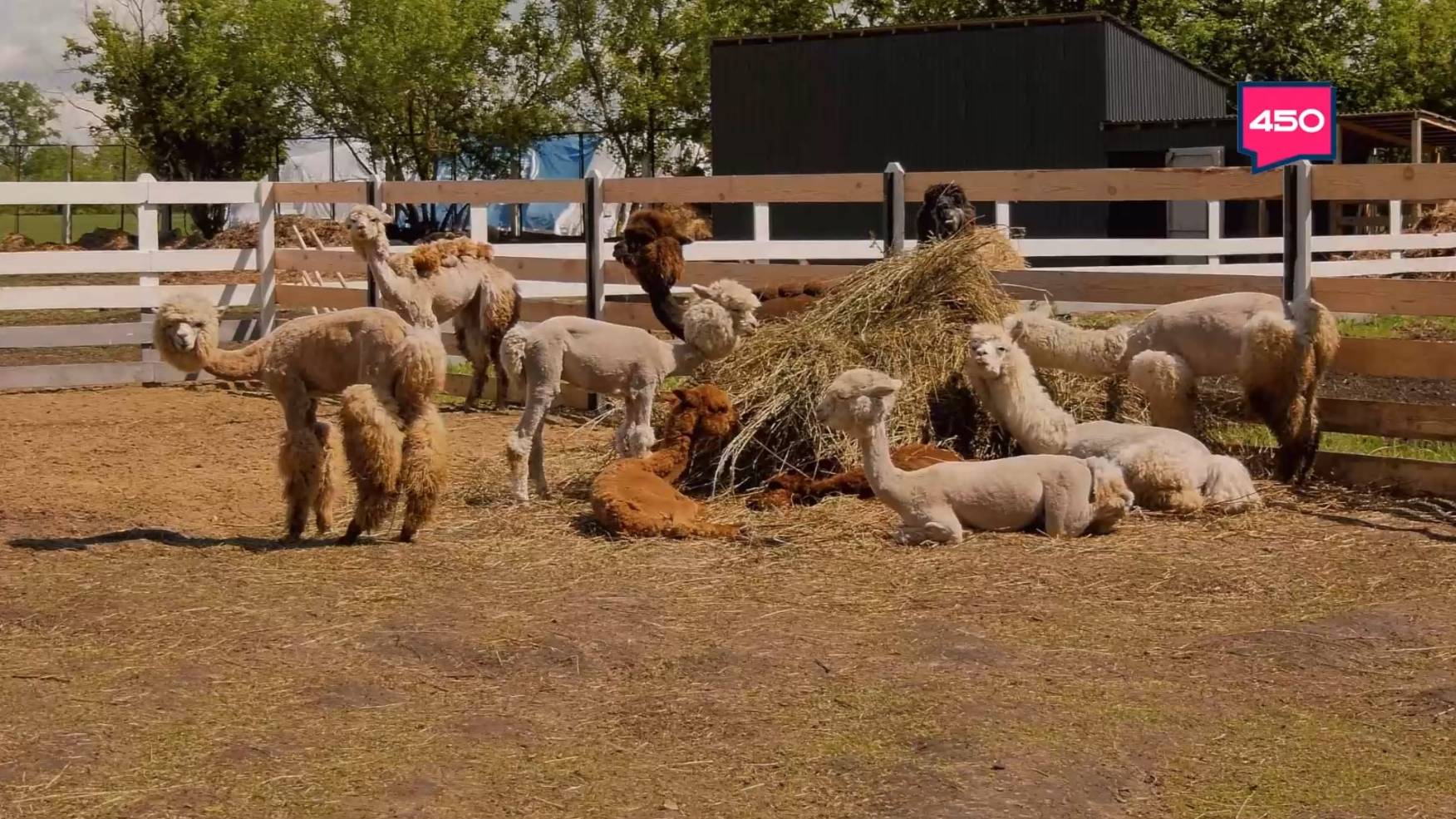 Семейный пикник-парк и альпакотерапия. Бизнес по любви