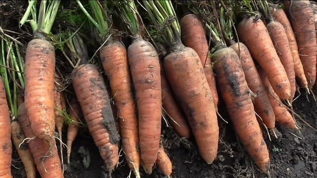 Морковь ЛОСИНООСТРОВСКАЯ