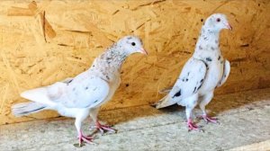 Бакинские голуби, большие потери! Baku pigeons, big losses!