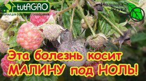 ☣МОНИЛИОЗ МАЛИНЫ: вот чем бороться с самыми опасными болезнями на малине, ежевике и клубнике.