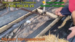 Обзор белоягодных технических сортов винограда на 10.09.25г.