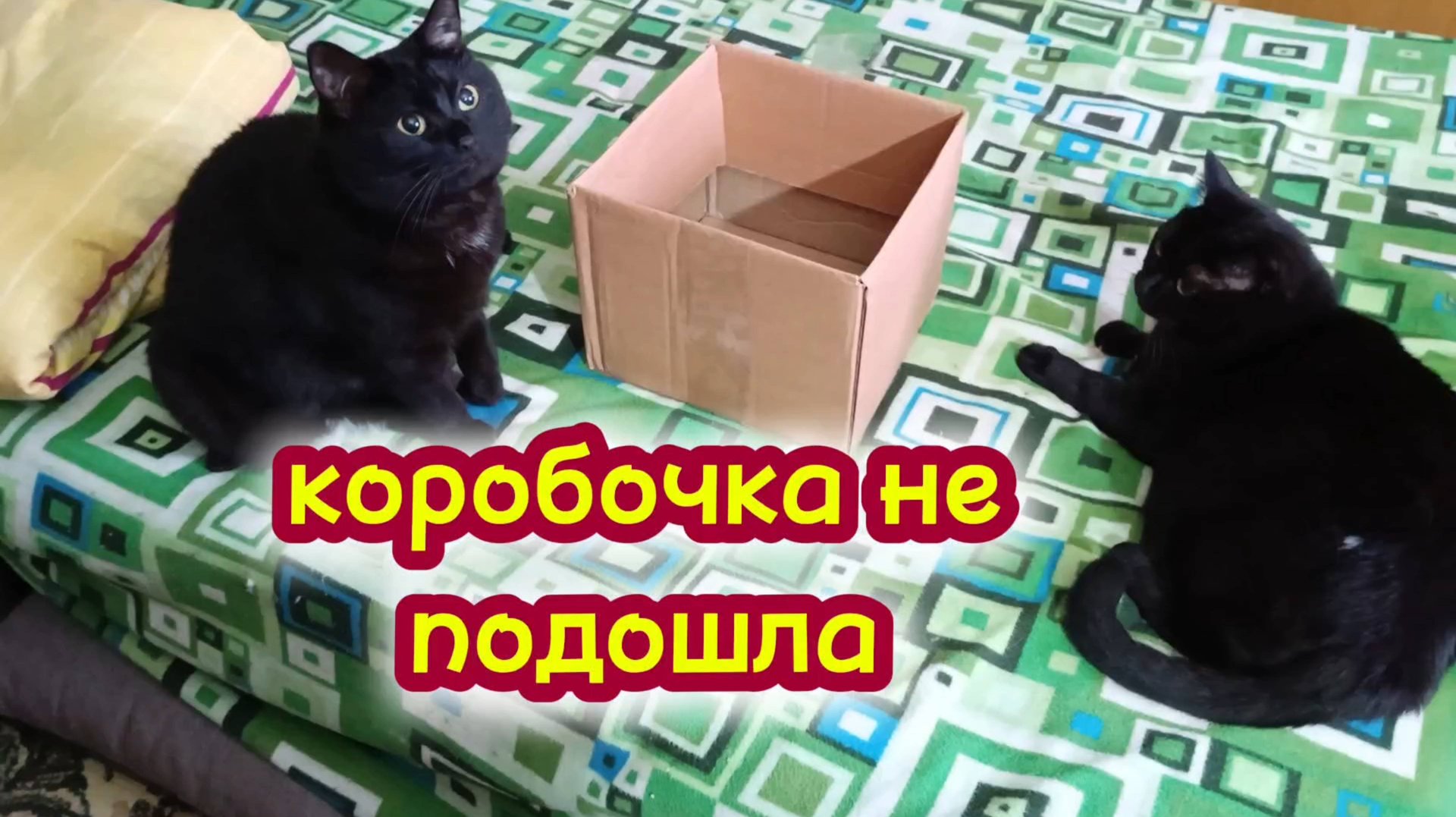 Кошки и коробка. смотреть онлайн