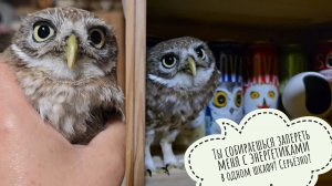 Сыч Лучик начал очередной горячий конфликт против меня и отправился в шкаф. Вышла жаба и другие