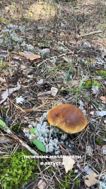 Сбор белых грибов в августе 