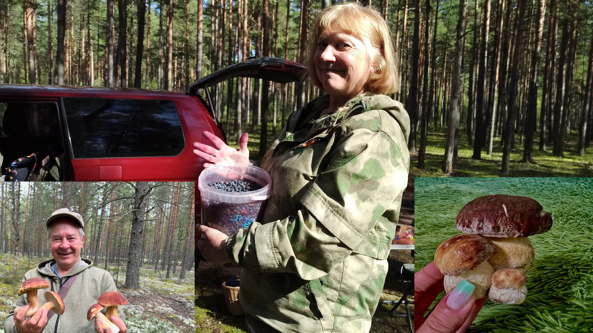 Грибы в Выборгском Сосновом Бору. Красивый лес и природа. Гулять одно удовольствие. смотреть онлайн