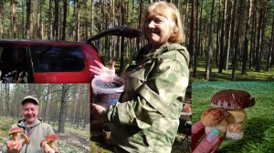 Грибы в Выборгском Сосновом Бору. Красивый лес и природа. Гулять одно удовольствие.