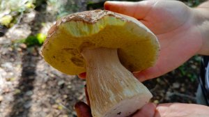 Разновидности Белых грибов растущих в лесах Подмосковья Белые грибы Боровики, Берёзовый, Колосовик.