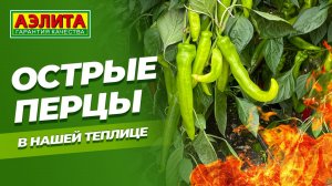 ОСТРЫЕ ПЕРЦЫ в теплице! Рекомендуем эти сорта!