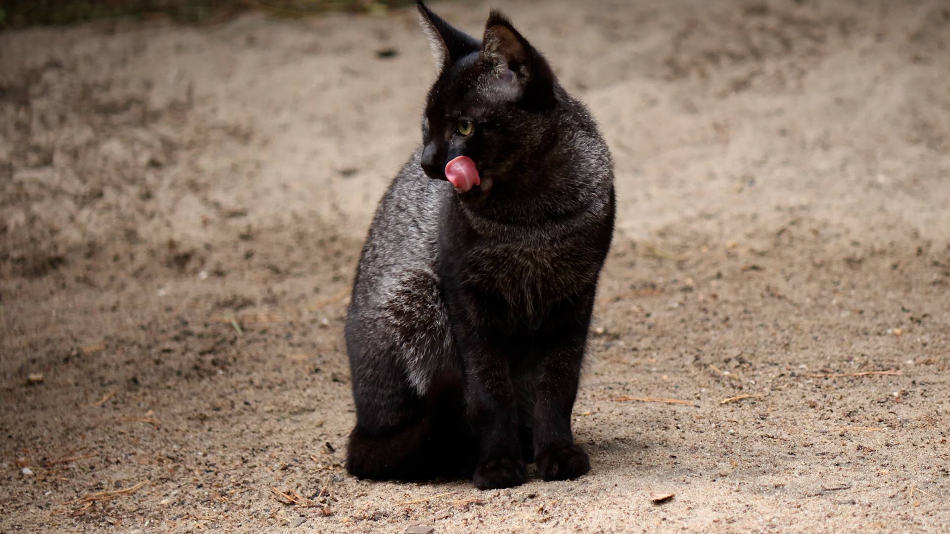 Камышовый котята подросли смотреть онлайн