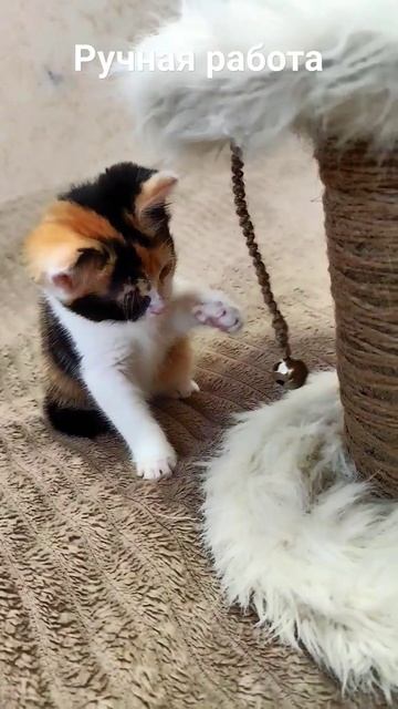 #котенокручная #котенокиграет #ручнаяработа смотреть онлайн