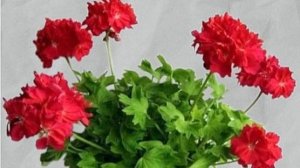 Идеальное решение для компактного озеленения.Чем удивляет миниатюрный  стеллар